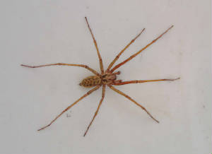 bath-spider-web.jpg