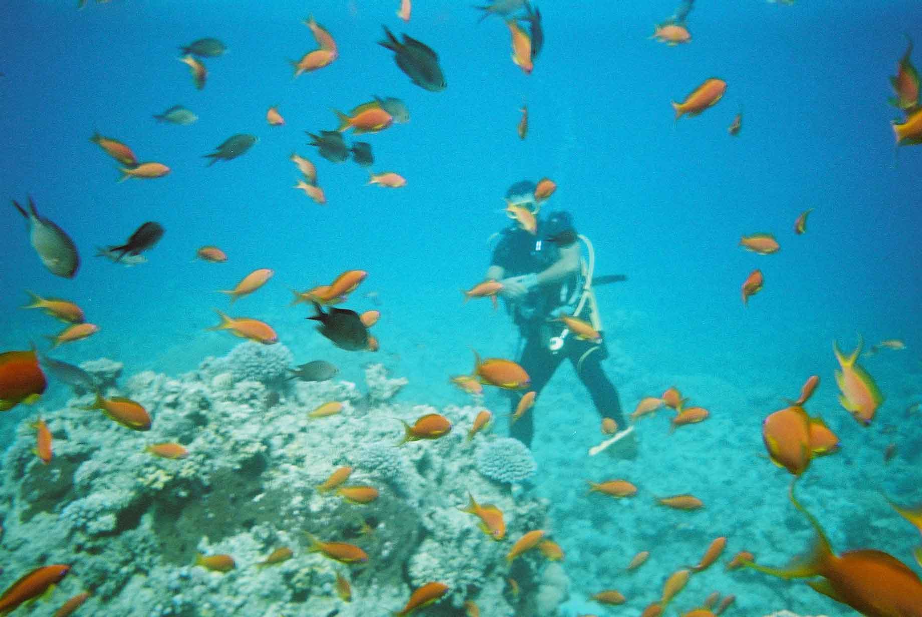goldfish.jpg