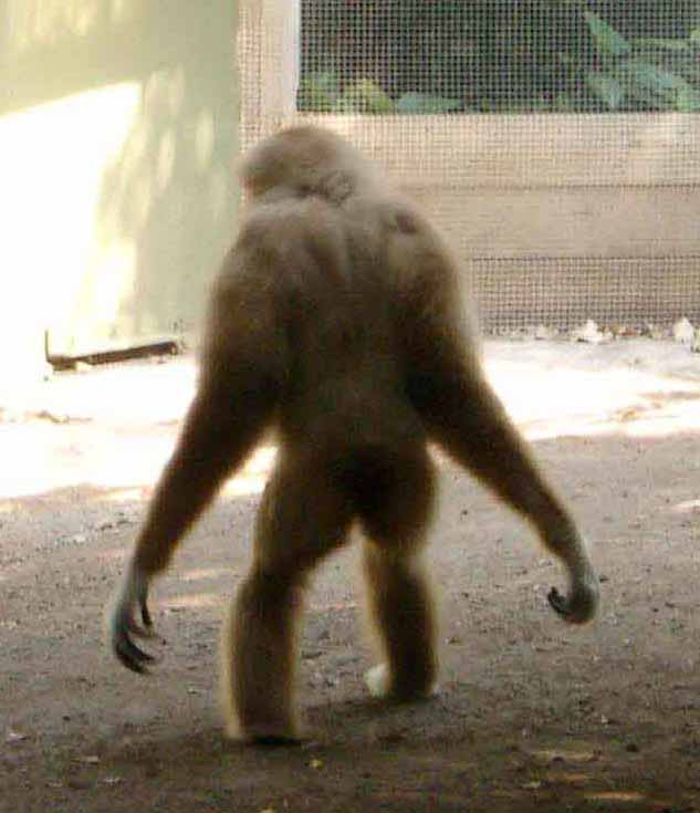 largemonkey2085.jpg
