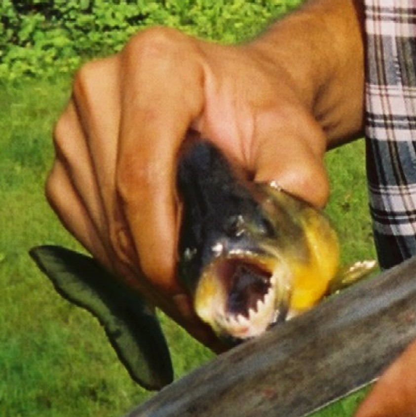 piranhateeth2.jpg