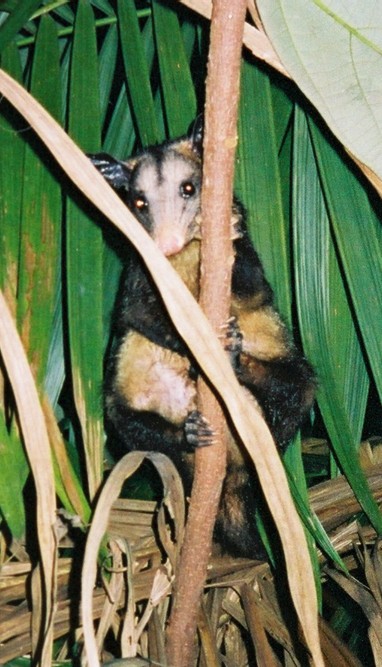 sloth.jpg
