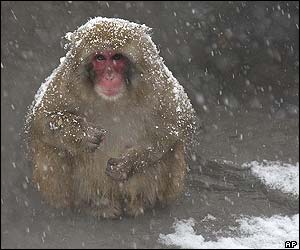 snowmonkey.jpeg